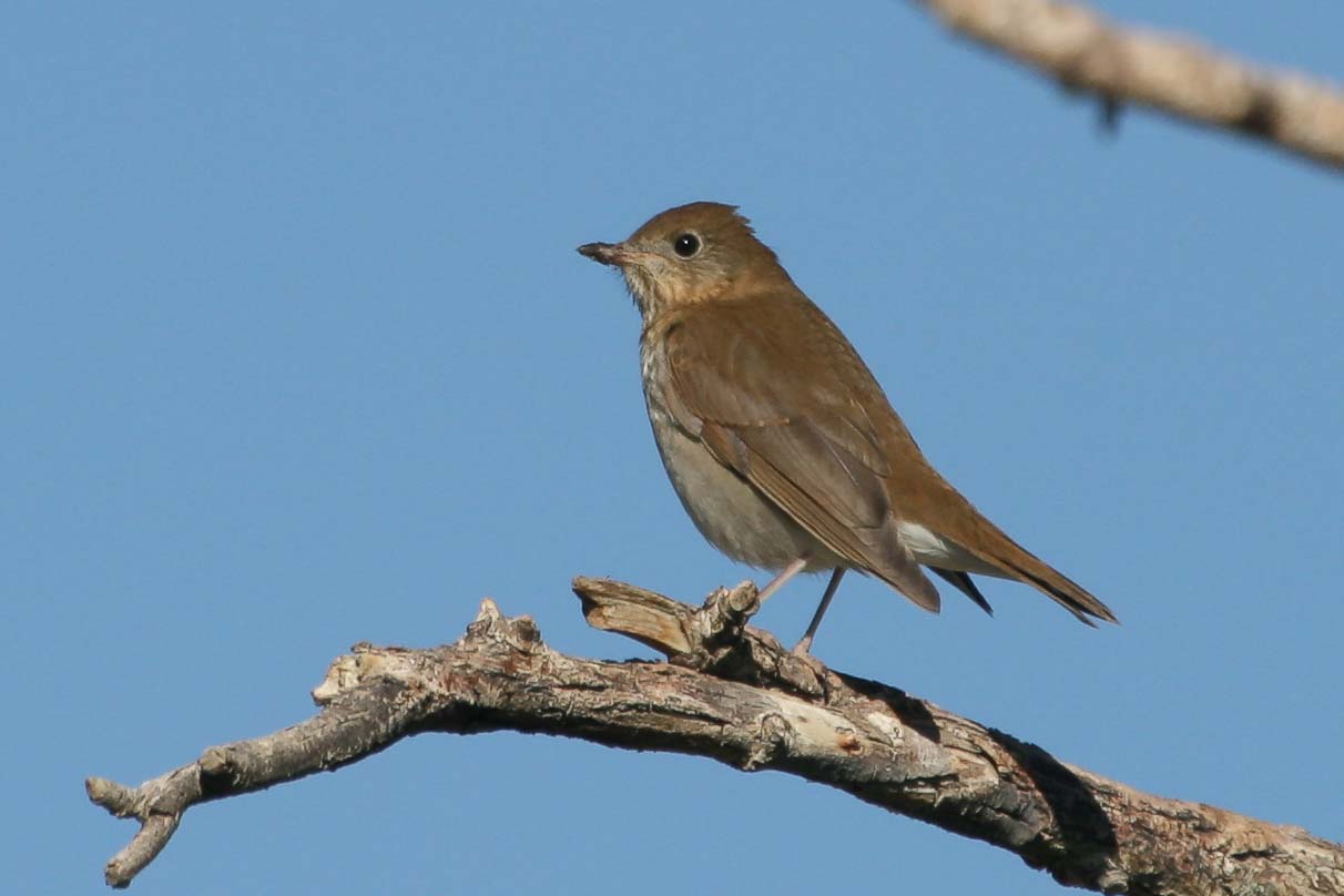 Catharus Thrush, fruit-stained bill, tail down